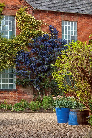 PINE_HOUSE_LEICESTERSHIRE_BUILDING_WITH_YELLOW_ROSE_ROSA_BANKSIAE_LUTEA_BANKSIAN_DECIDUOUS_SHRUBS_MA