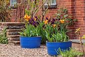 PINE HOUSE, LEICESTERSHIRE: HOUSE FRONT, BLUE HALF BARRELS PLANTED WITH TULIPS, TULIPA BALLERINA, MAY, BULBS