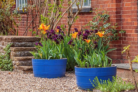 PINE_HOUSE_LEICESTERSHIRE_HOUSE_FRONT_BLUE_HALF_BARRELS_PLANTED_WITH_TULIPS_TULIPA_BALLERINA_MAY_BUL
