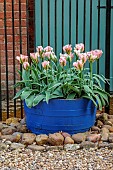 PINE HOUSE, LEICESTERSHIRE: BLUE HALF BARRELS PLANTED WITH TULIPS, TULIPA VIRIDIFLORA CHINA TOWN, BULBS, CONTAINERS, SPRING