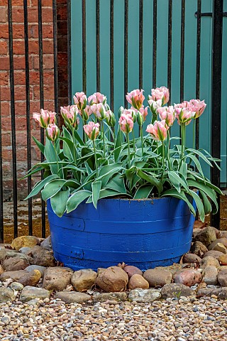 PINE_HOUSE_LEICESTERSHIRE_BLUE_HALF_BARRELS_PLANTED_WITH_TULIPS_TULIPA_VIRIDIFLORA_CHINA_TOWN_BULBS_