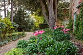 PINE HOUSE, LEICESTERSHIRE: PINK TULIPS IN SHADY BORDER BY DRIVE, MAY