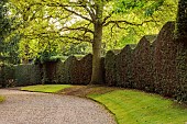 PINE HOUSE, LEICESTERSHIRE: MAIN DRIVE, LAWN, CLIPPED TOPIARY YEW HEDGES, HEDGING
