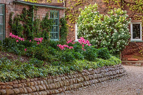 PINE_HOUSE_LEICESTERSHIRE_PINK_TULIPS_IN_SHADY_BORDER_BY_DRIVE_MAY_RAISED_BED