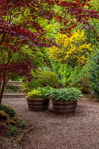 PINE_HOUSE_LEICESTERSHIRE_SHADE_SHADY_HALF_BARREL_CONTAINERS_HOSTAS_GRAVEL