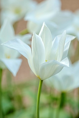 PINE_HOUSE_LEICESTERSHIRE_PLANT_PORTRAIT_OF_WHITE_FLOWERS_BLOOMS_OF_TULIP_TULIPA_WHITE_TRIUMPHATOR_M