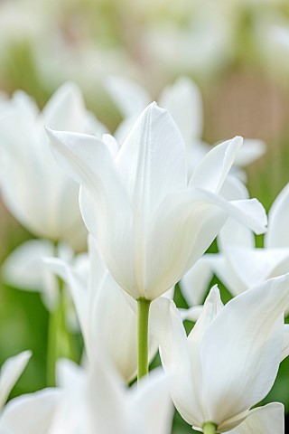 PINE_HOUSE_LEICESTERSHIRE_PLANT_PORTRAIT_OF_WHITE_FLOWERS_BLOOMS_OF_TULIP_TULIPA_WHITE_TRIUMPHATOR_M