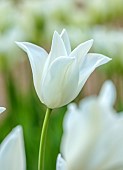 PINE HOUSE, LEICESTERSHIRE: PLANT PORTRAIT OF WHITE FLOWERS, BLOOMS OF TULIP, TULIPA WHITE TRIUMPHATOR, MAY, BLOOMS