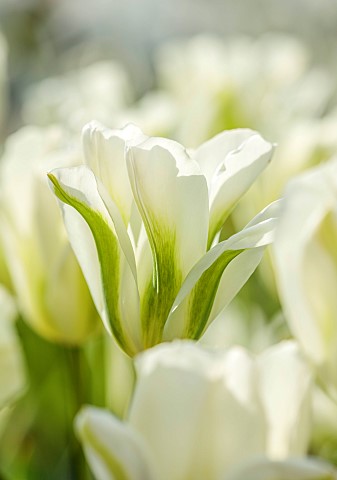 PINE_HOUSE_LEICESTERSHIRE_PLANT_PORTRAIT_OF_WHITE_GREEN_FLOWERS_BLOOMS_OF_TULIP_TULIPA_SPRING_GREEN_