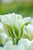 PINE HOUSE, LEICESTERSHIRE: PLANT PORTRAIT OF WHITE, GREEN FLOWERS, BLOOMS OF TULIP, TULIPA SPRING GREEN, MAY, BLOOMS