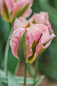 PINE HOUSE, LEICESTERSHIRE: PLANT PORTRAIT OF PINK, GREEN FLOWERS, BLOOMS OF TULIP, TULIPA CHINA TOWN, MAY, BLOOMS