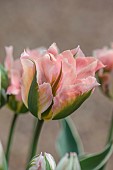 PINE HOUSE, LEICESTERSHIRE: PLANT PORTRAIT OF PINK, GREEN FLOWERS, BLOOMS OF TULIP, TULIPA CHINA TOWN, MAY, BLOOMS