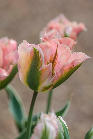PINE_HOUSE_LEICESTERSHIRE_PLANT_PORTRAIT_OF_PINK_GREEN_FLOWERS_BLOOMS_OF_TULIP_TULIPA_CHINA_TOWN_MAY
