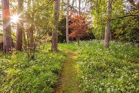 PINE_HOUSE_LEICESTERSHIRE_WOODLAND_WOODEN_BENCH_SEAT_TREES_COW_PARSLEY_SPRING_MAY_PATHS