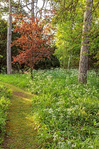 PINE_HOUSE_LEICESTERSHIRE_WOODLAND_TREES_COW_PARSLEY_SPRING_MAY_PATHS