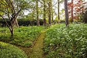 PINE HOUSE, LEICESTERSHIRE: WOODLAND, WOODEN BENCH, SEAT, TREES, COW PARSLEY, SPRING, MAY
