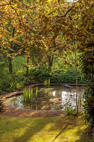 PINE_HOUSE_LEICESTERSHIRE_MAY_EVENING_LIGHT_POOL_POND_WATER_WOODLAND