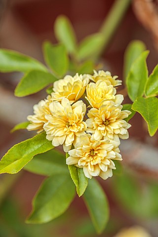 PINE_HOUSE_LEICESTERSHIRE_PALE_YELLOW_FLOWERS_OF_ROSE_ROSA_BANKSIAE_LUTEA_BANKSIAN_SEMI_EVERGREEN_DE