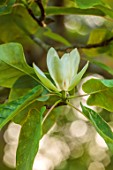BORDE HILL, SUSSEX: CHAMPION TREE MAGNOLIAS: MAGNOLIA FRASERI, FLOWERS, BLOOMS, BLOOMING, FLOWERING,TREES, GREEN, MAY