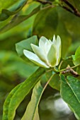 BORDE HILL, SUSSEX: CHAMPION TREE MAGNOLIAS: MAGNOLIA FRASERI, FLOWERS, BLOOMS, BLOOMING, FLOWERING,TREES, GREEN, MAY