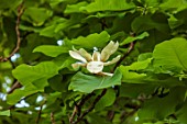 BORDE HILL, SUSSEX: CHAMPION TREE MAGNOLIAS: MAGNOLIA OFFICINALIS, FLOWERS, BLOOMS, BLOOMING, FLOWERING,TREES, GREEN, MAY