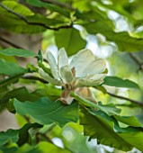 BORDE HILL, SUSSEX: CHAMPION TREE MAGNOLIAS: MAGNOLIA OBOVATA, FLOWERS, BLOOMS, BLOOMING, FLOWERING,TREES, GREEN, MAY