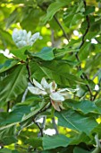 BORDE HILL, SUSSEX: CHAMPION TREE MAGNOLIAS: MAGNOLIA OBOVATA, FLOWERS, BLOOMS, BLOOMING, FLOWERING,TREES, GREEN, MAY