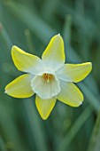 DESIGNER JAMES SCOTT, THE GARDEN COMPANY: CREAM ,WHITE, PALE, YELLOW FLOWERS OF DAFFODIL, NARCISSUS PIPIT, BULBS