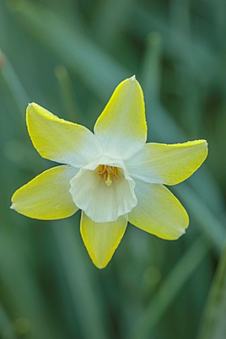 DESIGNER_JAMES_SCOTT_THE_GARDEN_COMPANY_CREAM_WHITE_PALE_YELLOW_FLOWERS_OF_DAFFODIL_NARCISSUS_PIPIT_