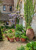 HAM COURT, OXFORDSHIRE: CONTAINERS AND WISTERIA BY THE FRONT ENTRANCE OF THE HOUSE