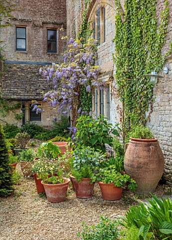 HAM_COURT_OXFORDSHIRE_CONTAINERS_AND_WISTERIA_BY_THE_FRONT_ENTRANCE_OF_THE_HOUSE