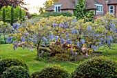 LOWER BOWDEN MANOR, BERKSHIRE: STANDARD BLUE WISTERIA ON LAWN, SRING, MAY