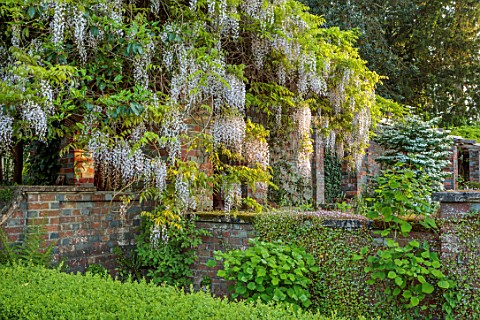 LOWER_BOWDEN_MANOR_BERKSHIRE_PERGOLA_WITH_WHITE_WISTERIA_WALL_HEDGES_HEDGING