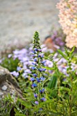 CHELSEA 2022: A SWISS SANCTUARY BY LILLY GOMM: BLUE FLOWERS OF VIPERS BUGLOSS, ECHIUM VULGARE, BIENNIALS