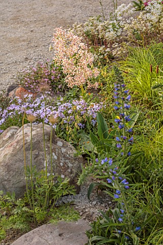 CHELSEA_2022_A_SWISS_SANCTUARY_BY_LILLY_GOMM_VIPERS_BUGLOSS_ECHIUM_VULGARE_ROCKS_ALPINE_PLANTING_GRA
