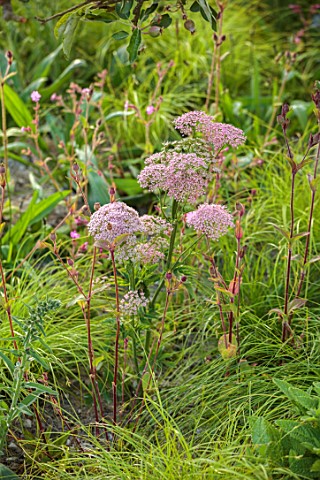 CHELSEA_2022_A_SWISS_SANCTUARY_BY_LILLY_GOMM_PINK_FLOWERS_OF_PIMPINELLA_MAJOR_ROSEA