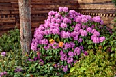 CHELSEA 2022: A SWISS SANCTUARY BY LILLY GOMM: RHODODENDRON, ORNATE SWISS FENCE, FENCING