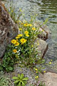 CHELSEA 2022: A SWISS SANCTUARY BY LILLY GOMM: WATER, ROCKS, ALPINE PLANTING