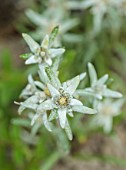 CHELSEA 2022: A SWISS SANCTUARY BY LILLY GOMM: PORTRIAT, CLOSE UP OF EDELWEISS, SWISS NATIONAL FLOWER, LEONTOPODIUM NIVALE SUBSP. ALPINUM