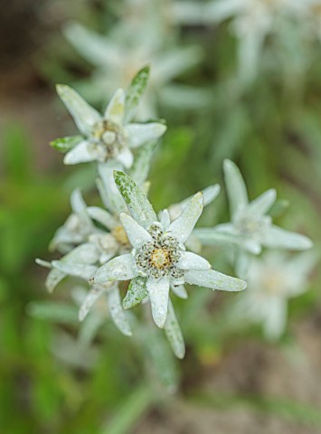 CHELSEA_2022_A_SWISS_SANCTUARY_BY_LILLY_GOMM_PORTRIAT_CLOSE_UP_OF_EDELWEISS_SWISS_NATIONAL_FLOWER_LE
