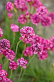 CHELSEA 2022: A SWISS SANCTUARY BY LILLY GOMM: PORTRIAT, CLOSE UP OF PINK FLOWERS OF THRIFT, ARMERIA MARITIMA