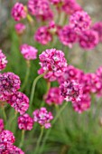 CHELSEA 2022: A SWISS SANCTUARY BY LILLY GOMM: PORTRIAT, CLOSE UP OF PINK FLOWERS OF THRIFT, ARMERIA MARITIMA