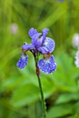 CHELSEA 2022: A SWISS SANCTUARY BY LILLY GOMM: PURPLE, BLUE FLOWERS OF IRIS