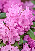 CHELSEA 2022: A SWISS SANCTUARY BY LILLY GOMM: PINK FLOWERS OF RHODODENDRON