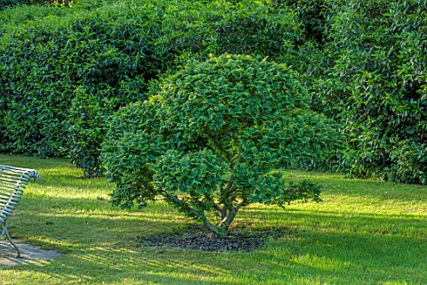 LOWER_BOWDEN_MANOR_BERKSHIRE_CLIPPED_TOPIARY_TREE_ON_LAWN