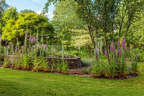 LITTLE_ASH_BUNGALOW_DEVON_LAWN_RAISED_STONE_BEDS_WITH_DIGITALIS_FOXGLOVES_PINK_AND_WHITE_FLOWERED