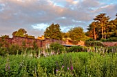 THE FLOWER GARDEN AT STOKESAY COURT, SHROPSHIRE: THE WALLED GARDEN, PINK FLOWERS OF DIGITALIS PURPUREA SUTTONS APRICOT, DIGITALIS PAMS CHOICE