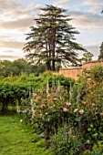 THE FLOWER GARDEN AT STOKESAY COURT, SHROPSHIRE: THE WALLED GARDEN, PINK FLOWERS OF ROSES AND WHITE FLOWERS OF FOXGLOVES