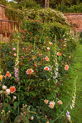 THE_FLOWER_GARDEN_AT_STOKESAY_COURT_SHROPSHIRE_THE_WALLED_GARDEN_PINK_FLOWERS_OF_ROSES_AND_WHITE_FLO