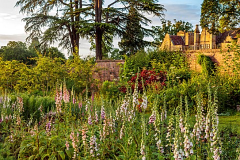 THE_FLOWER_GARDEN_AT_STOKESAY_COURT_SHROPSHIRE_THE_WALLED_GARDEN_FLOWERS_OF_FOXGLOVES_WALLS_CUTTING_